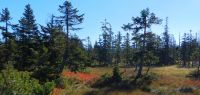 070 grenzsteig beim  groen filz